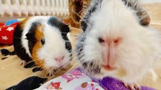 A Guinea Pig Floor Time Vlog and Lots of Squeaking [upl. by Aisined438]