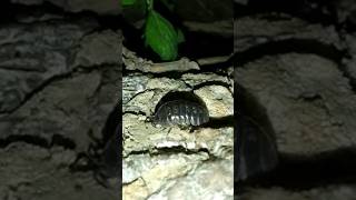 Woodlouse pill bug 🇨🇷 Costa Rica [upl. by Stillas]