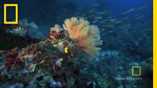 Great Barrier Reef  Exploring Oceans [upl. by Esetal]