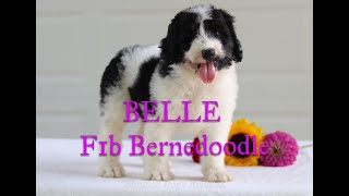 F1B Bernedoodle BELLE [upl. by Tamra]