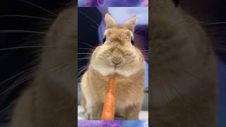 Rabbits daily feeding routine Today is the vegetable day amp carrot is on the way pets viral [upl. by Aerdnek867]