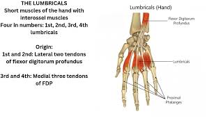 Lumbricals [upl. by Franciskus336]