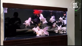 Aquarium video goldfish betta fish and koi fish in planted tank 700 [upl. by Lelah]