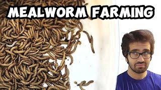 Mealworm Farming From Home Explained in HindiUrdu [upl. by Anah428]