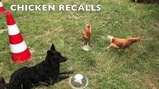 Dog Training Using Recallers Games Is CHICKTASTIC [upl. by Rawdan]