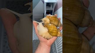 2 Giant African Land Snails on my hand shorts giantafricanlandsnail landanimals snail bigsnail [upl. by Haramat545]