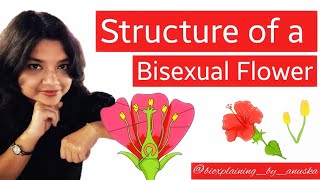 Structure of a Bisexual Flower Floral Whorls ICSE CBSE ISC [upl. by Matuag]