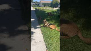 5 dogs unleashed is the mailman safe germanshepherd belgianmalinois dog trending puppy [upl. by Couhp]