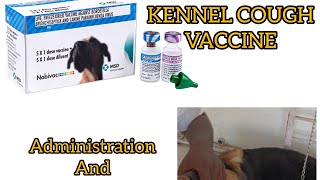 KENNEL COUGH NASAL DROPS VACCINE Administration and uses [upl. by Laeahcim]