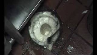 Instructional Video quotHow to Remove Fruit Flies from Drainsquot [upl. by Ahsineg]