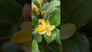 Ochna Serrulata  Mickey mouse plant in southeast Asia ochna serrulata flowers beautiful [upl. by Irisa]