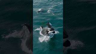 Orcas hunting dolphins on my whale watching tours orca natureismetal [upl. by Fan]