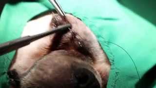 Eye ulcer surgery  tarsorrhapy in a Shih Tzu 23 [upl. by Seessel]