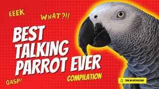 Best Talking Parrot Compilation  Gizmo the Grey Bird [upl. by Annel969]