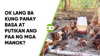 OK Lang Ba Kung Panay Basa at Putikan ang Paa ng mga Manok [upl. by Akenom]