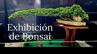 Exhibición de Bonsai [upl. by Moitoso225]