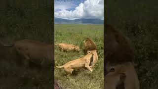 lionesses saves their king from intruder lion hyena elephant cheetah leopard nature wildlife [upl. by Rapsag460]