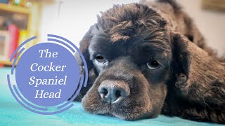 Grooming the Cocker Spaniel Head  Master Groomer Talks You Through Some Simple Steps [upl. by Gignac]