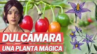 DULCAMARA Planta medicinal para herpes psoriasis Planta toxica Solanum dulcamara [upl. by Alesandrini]