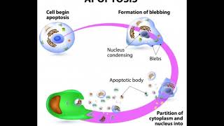 What is the Role of Caspase 3 in Apoptosis [upl. by Garda815]