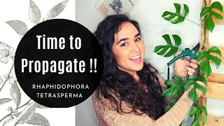 How to Propagate a Rhaphidophora Tetrasperma Mini Monstera Plant in Water Perlite and Soil [upl. by Notlek456]