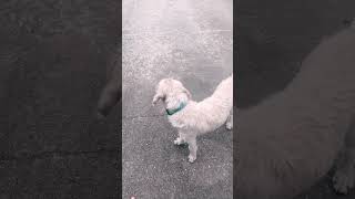 Anticlimactic shorts funny dog ￼￼ [upl. by Amersham]