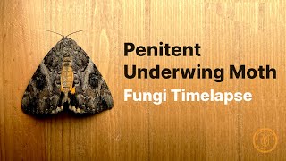 Is there really fungi on moths [upl. by Luckett]