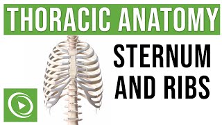 Thoracic Anatomy Complete Guide to Skeleton Sternum amp Ribs  Lecturio Medical [upl. by Ravo]