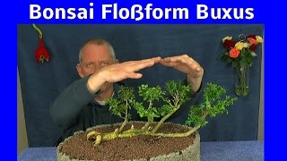 Bonsai Buchsbaum Buxus Floßform Teil 3 Grundgestaltung [upl. by Nnylacissej]