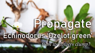 Aquascaping Tips How to Propagate Emersed Echinodorus Ozelot Green from its Flower Clumps [upl. by Nnovahs788]