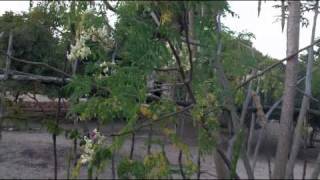 The Moringa Oleifera Miracle Tree  Growing Wild in Africa [upl. by Loomis151]