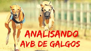 🔴 ANALISANDO AvB DE GALGOS  CORRIDAS AUSTRALIANAS  APRENDA A IDENTIFICAR O GALGO CAMPEÃO [upl. by Reba]