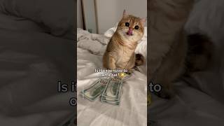 how much does it cost to own a kitten🐱cat [upl. by Gussman]