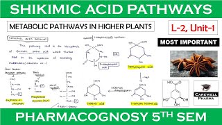 SHIKIMIC ACID PATHWAY  Biosynthesis of phenylalanine  Phenolic compounds  Secondary metabolite [upl. by Det664]