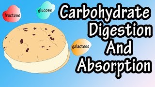 Carbohydrate Digestion And Absorption  Carbohydrate Metabolism [upl. by Jarret]