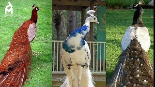 5 Pavos Reales Más Hermosos del Mundo [upl. by Roper]