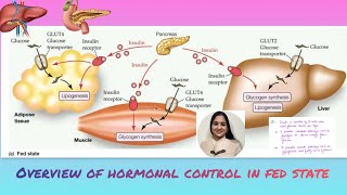 Integration of hormonal control in fed state in HINDI carbohydrates metabolism simplified [upl. by Aneeuqahs]