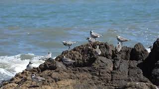 270324  Chorlo ÁrticoPluvialis squatarola  La Barra MaldonadoUy [upl. by Efioa495]