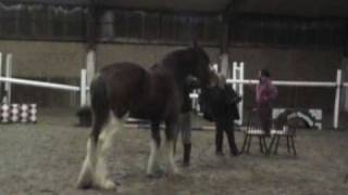 Clydesdale Horse Loose Jumping [upl. by Chasse]