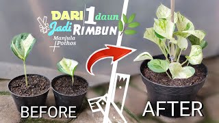 CARA MEMPERBANYAK SEKALIGUS MERIMBUNKAN SIRIH GADING  MANJULA POTHOS [upl. by Ahsoyem]