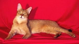 Animal Planet  Cats 101  Chausie [upl. by Skipper]