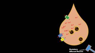 Salty Taste Gustatory cell Physiology RELEASES SEROTONIN not ATP [upl. by Tawney]