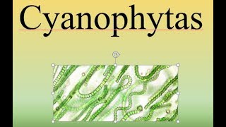 CyanophytasBIOPEDIA [upl. by Armat451]