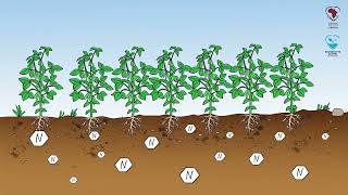 CmiA training video on the importance of crop rotation in cotton farming [upl. by Neeluj661]