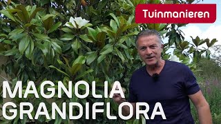 De magnolia grandiflora met bloem  Tuinmanieren [upl. by Enerol]