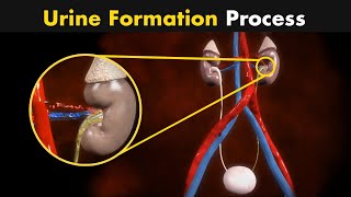 Process of Urine Formation  Nephron Function 3D Animation [upl. by Acino]