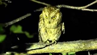 Scops owl [upl. by Hannasus]