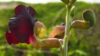 Macroptilium atropurpureum purple bushbean [upl. by Magee947]