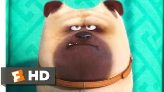 The Secret Life of Pets  Home Alone Scene  Fandango Family [upl. by Hungarian]