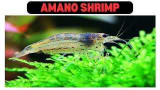 Tiny Tank Titans The Amazing World of Amano Shrimp [upl. by Eward]